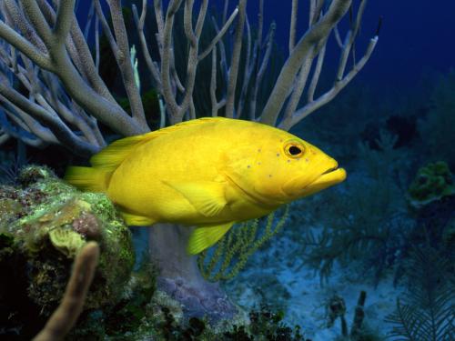 Žltá ryba v koraloch